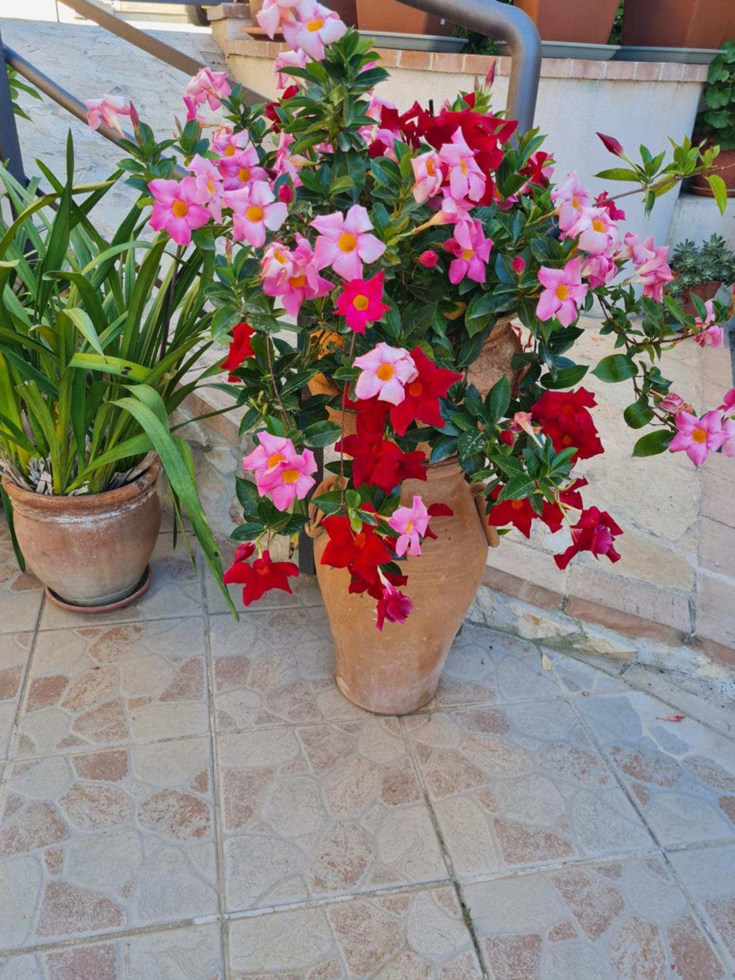 Bed and Breakfast la casa di Martina Zambrone Esterno foto